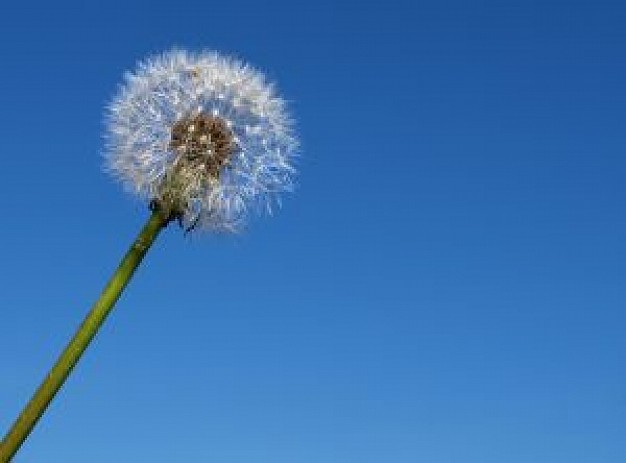 white dandelion puff and blue sky