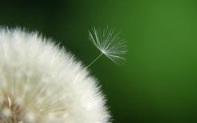 white puffy dandelion seed