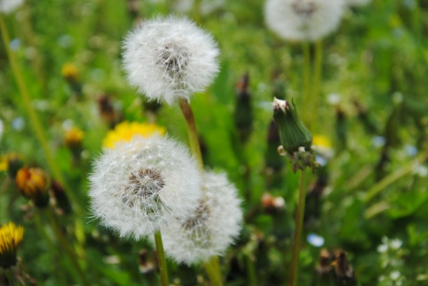 white puffy dandelions seeds in grass