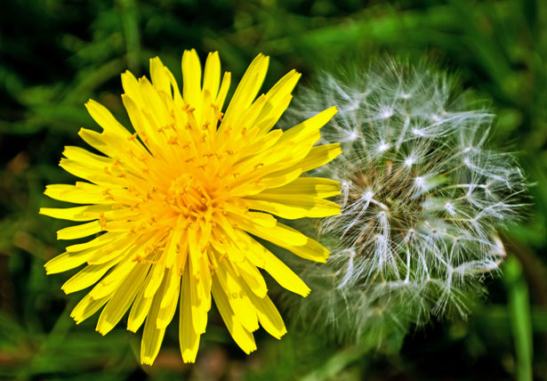 yellow dandelion flower and white dandelion seed puff up close