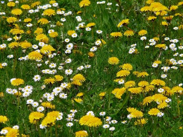 Wildflowers, dandelions and daisies in a field