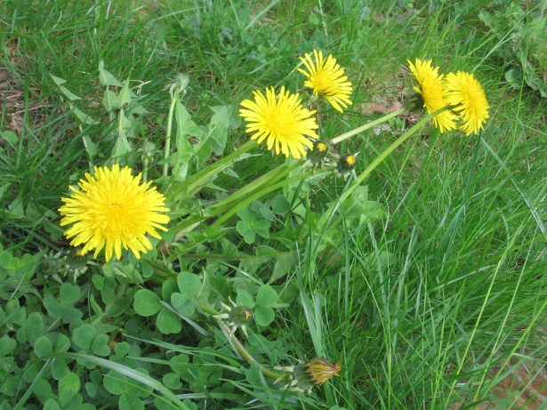 Dandelion flowers in grass with wild clovers