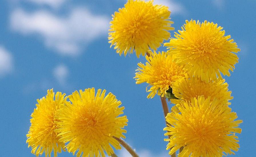 Delicious dandelions and blue sky